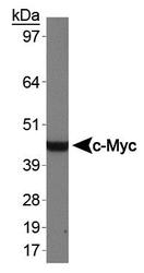 NB600-336 - c-Myc Epitope Tag (EQKLISEEDL)